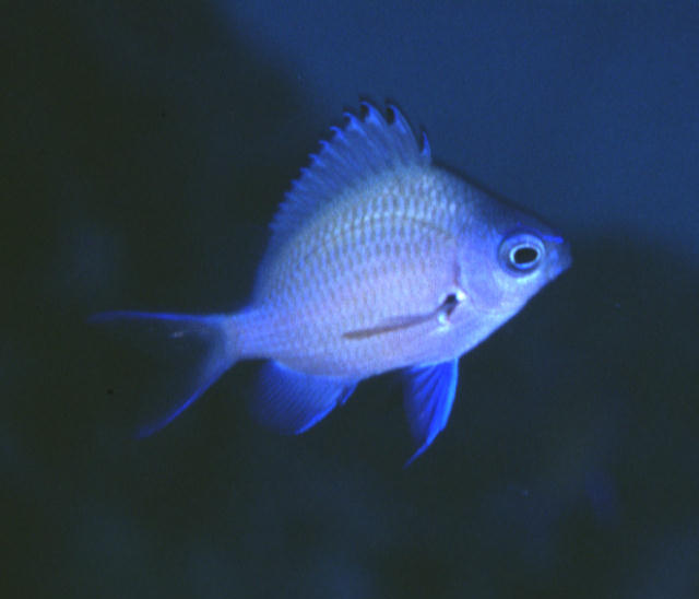 Chromis chrysura